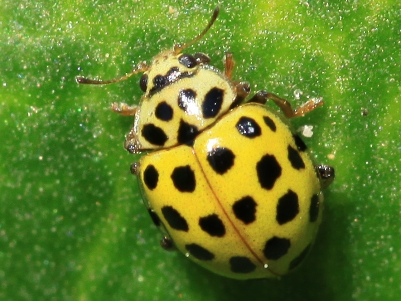 Photos of Ladybugs