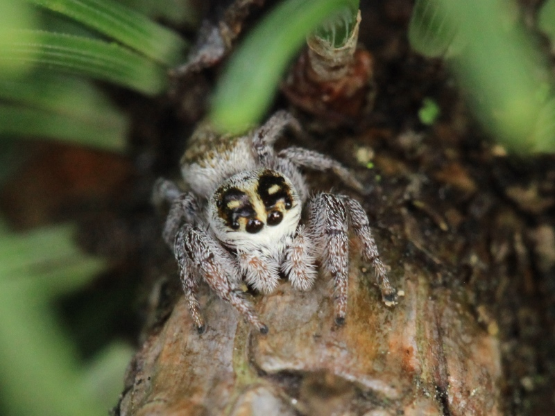Photos of Spiders